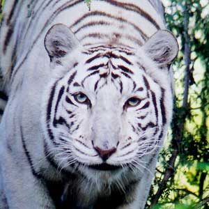 Ideas for Florida Vacations: Big Cat Rescue