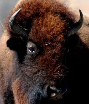 5. Wild American Buffalo or Bison
