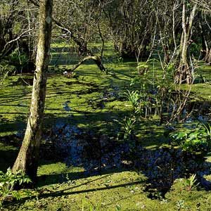 Why Visit Florida? Corkscrew Swamp Sanctuary
