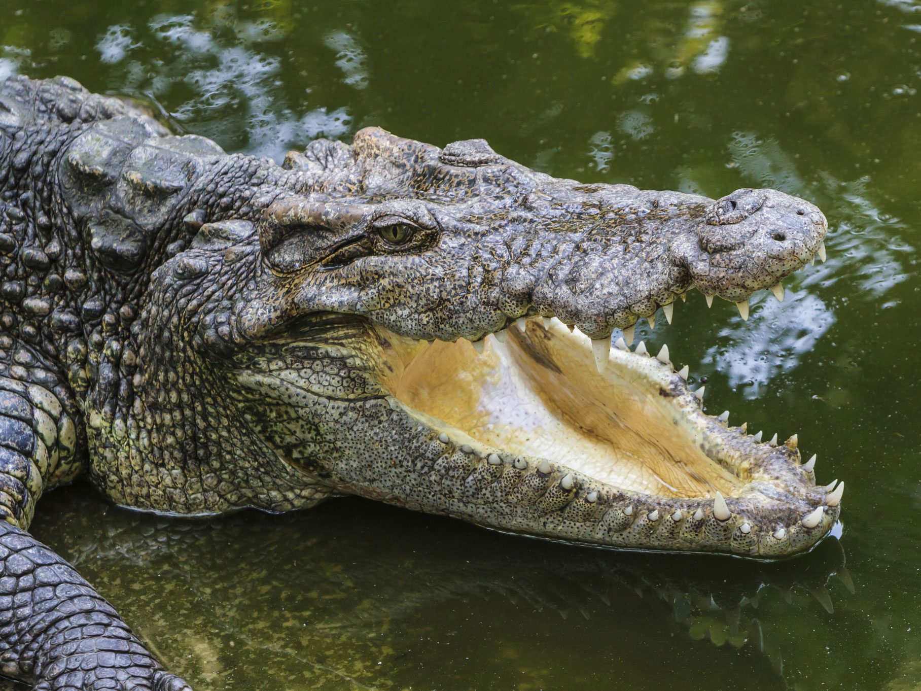 Swimming With Deadly Crocodiles in Australia