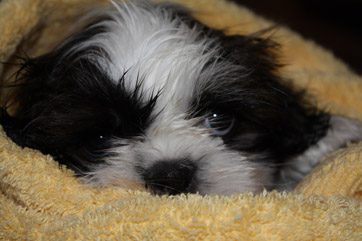 Puppy in a Blanket