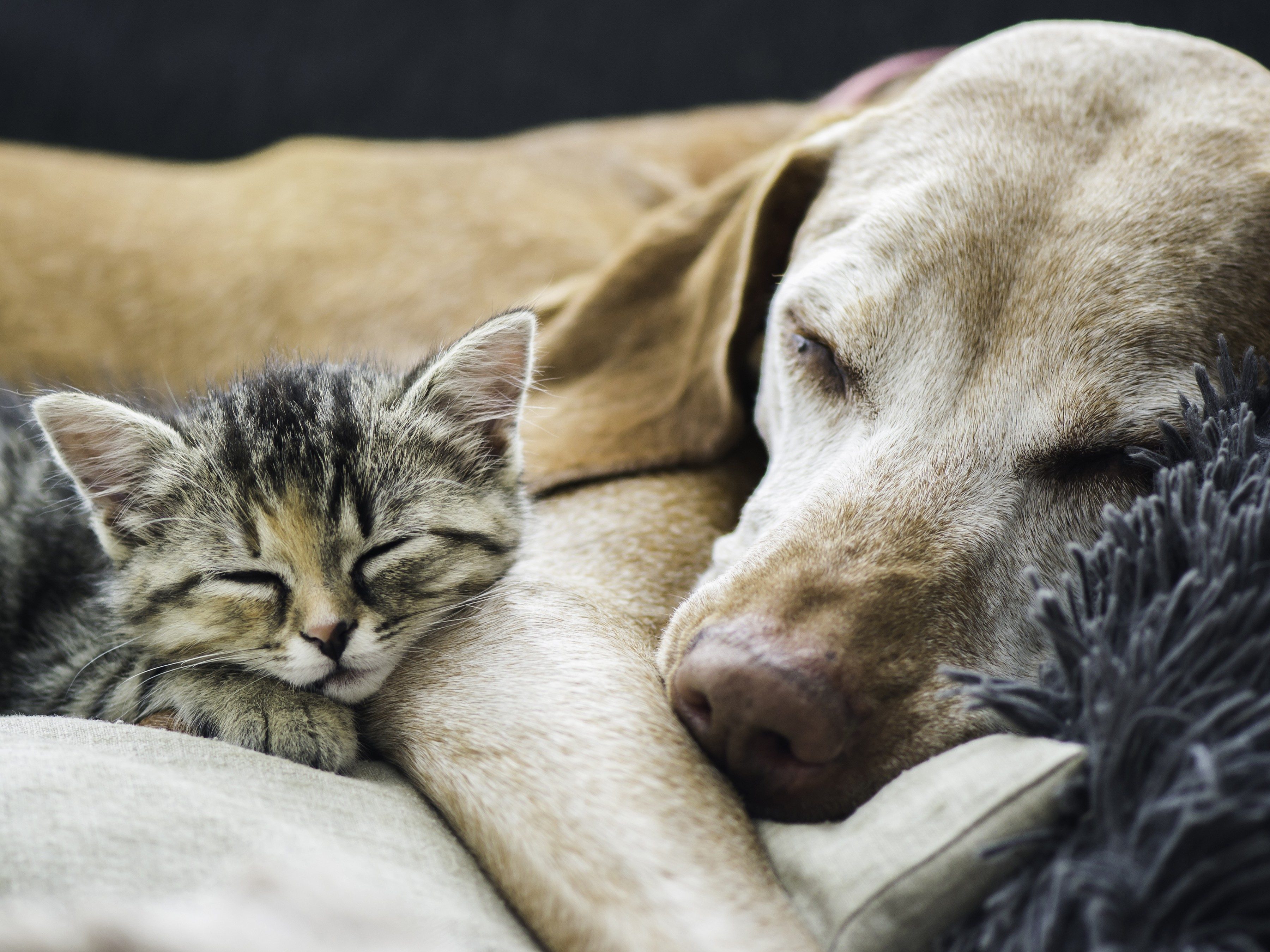 Which dog and cat vaccinations are absolutely essential?