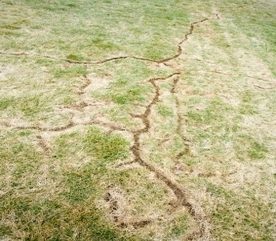 How to Evaluate a Damaged Lawn