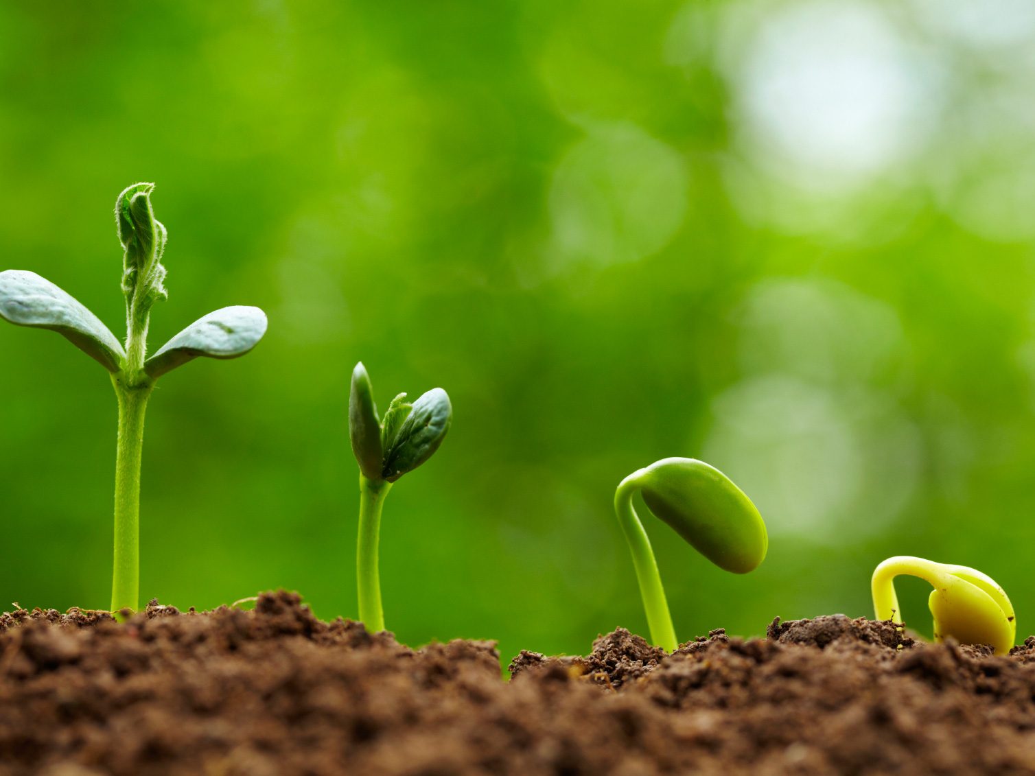 How to Build Fertile Soil