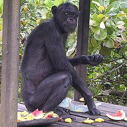 Oldest Chimpanzee