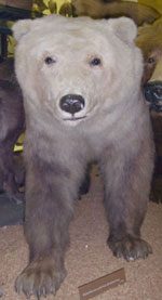 4. Grizzly Bear + Polar Bear (Sow) = Grolar Bear
