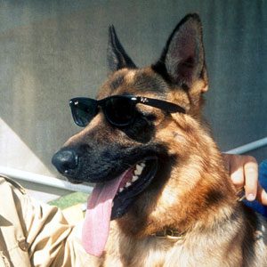 1. Millionaire Pets: Gunther IV (German Shepherd), $372 million