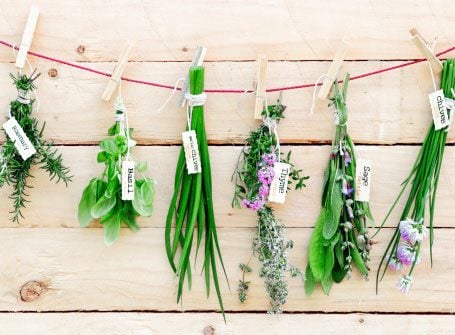Lemon Balm, Rosemary, and Other Herbs