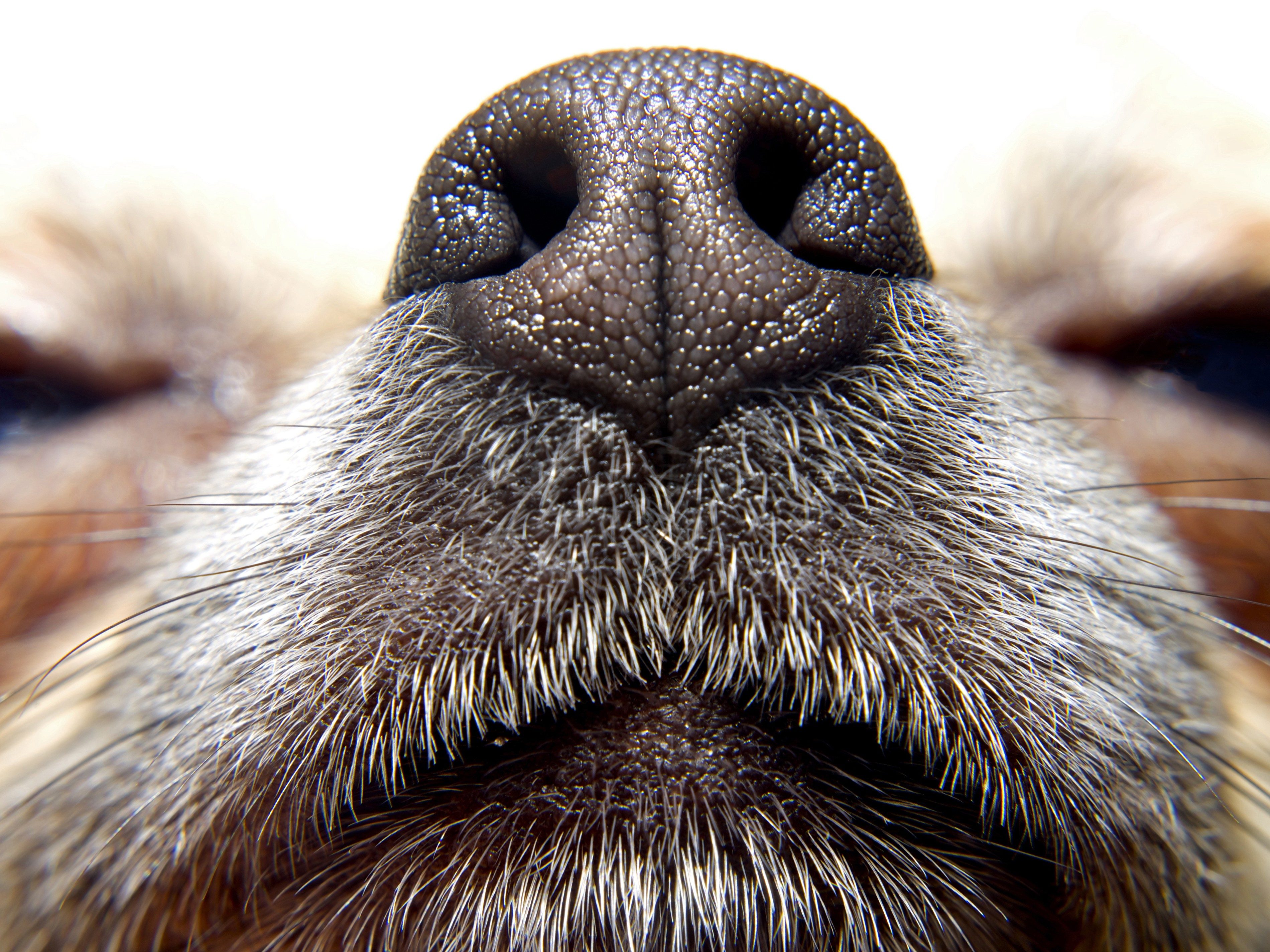 How to Stop Your Dog from Sniffing