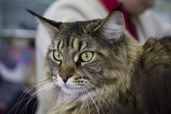  Maine Coon 