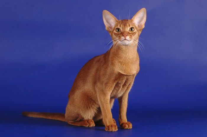  SHORTHAIRS  - Abyssinian 
