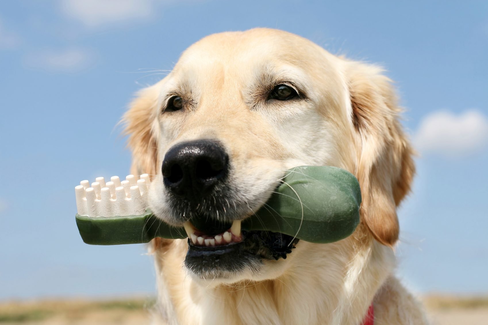 Ask the Expert: Dog's Oral Fixation Dangerous?