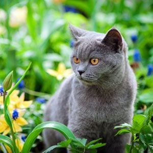 What Does Grey Fur Say About Your Cat?