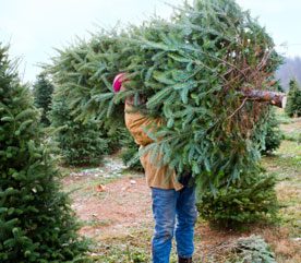 3. Cut Down Your Own Christmas Tree