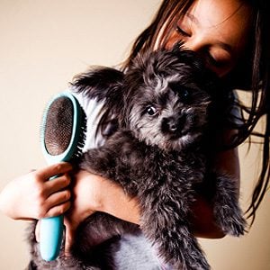 Keeping Your Dog Healthy: Brush Regularly