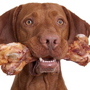 How to Preserve Your Dog's Health: Give Your Dog a Bone