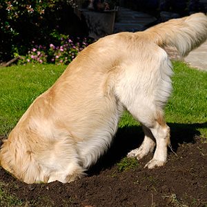 Problem: Your Dog Repeatedly Digs Up the Same Spot in the Yard