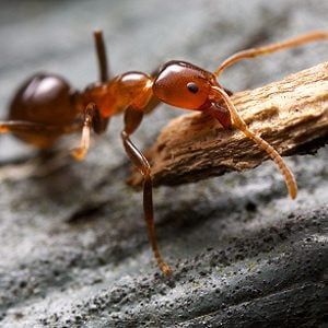 1. Keep Ants Away