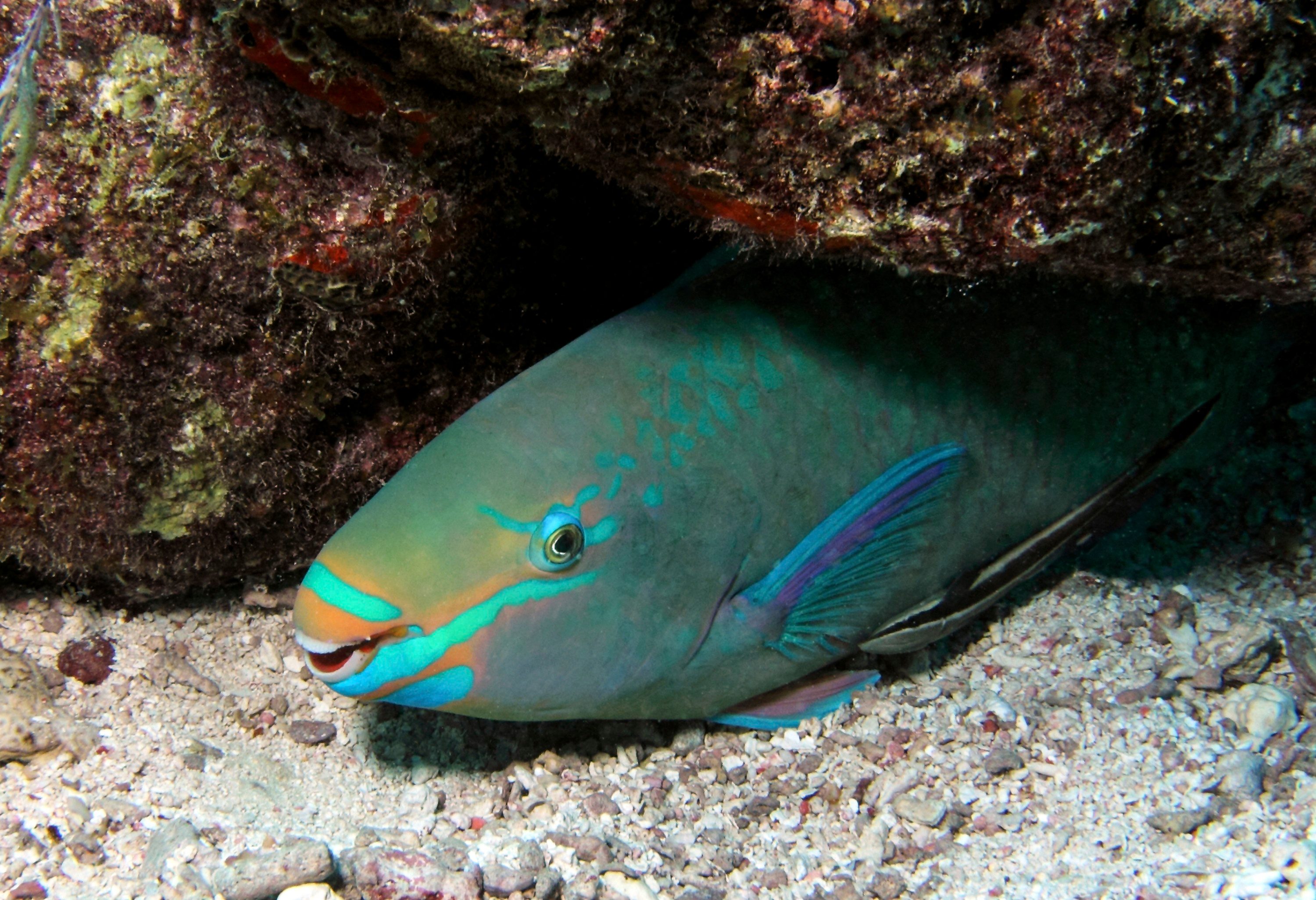1. Parrotfish Sleep in a Bag of Their Own Mucus