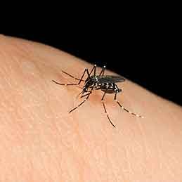 A Safe Mosquito Repellent