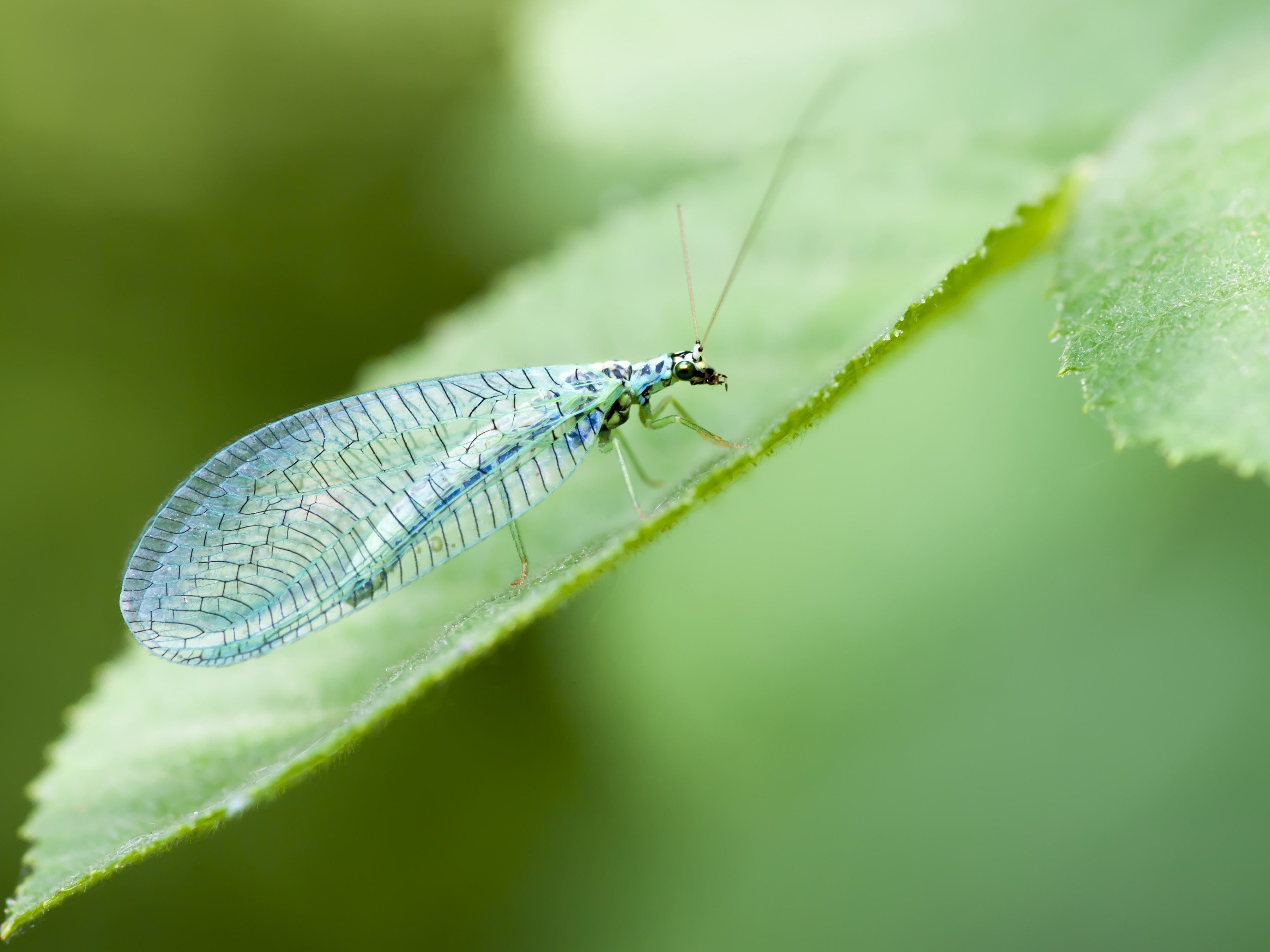 4. Lacewings