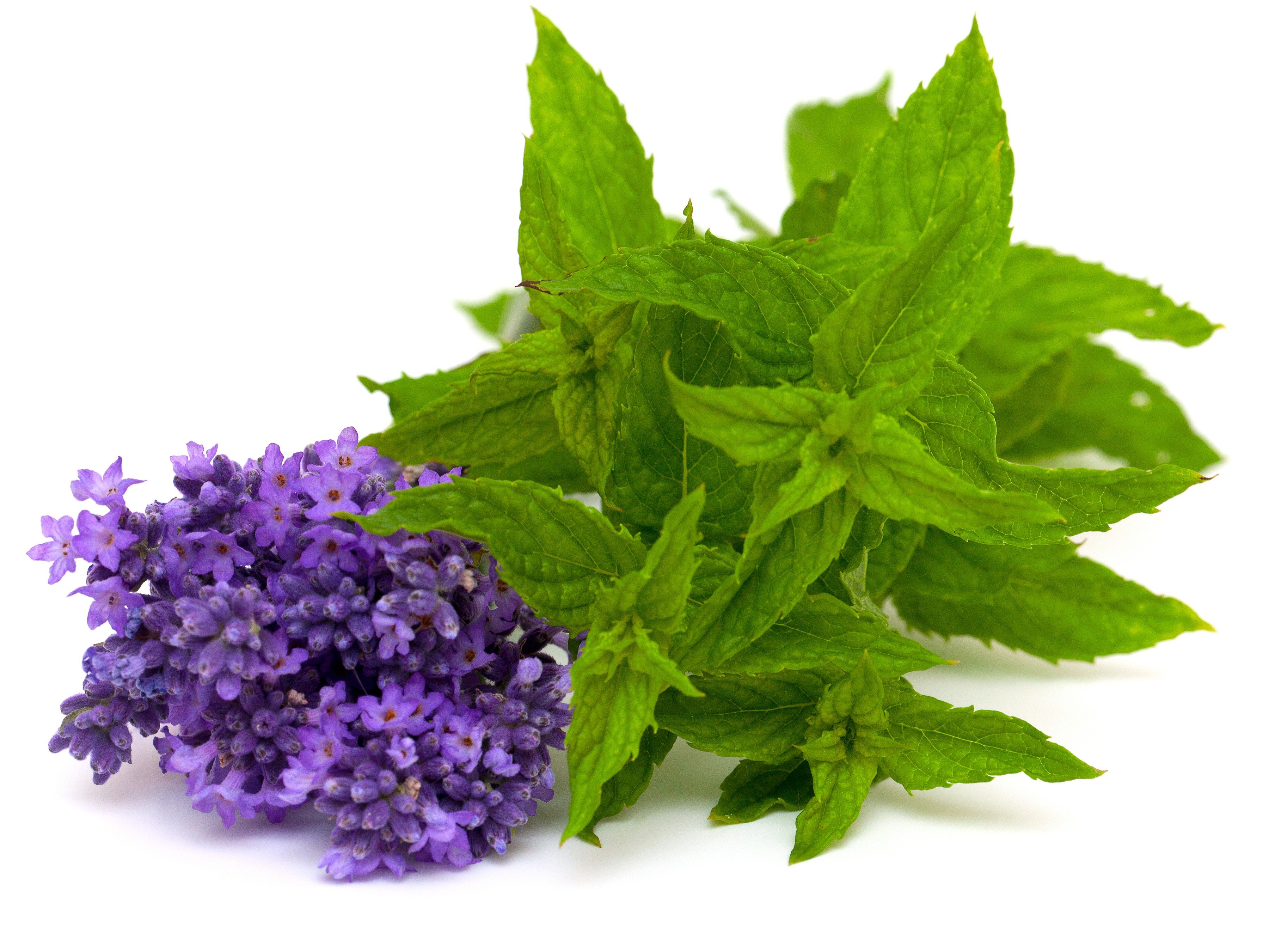 3. Peppermint and lavender essential oils