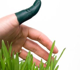 Improve the Look of Your Backyard Landscape with these 3 Easy Lawn Repair Tips