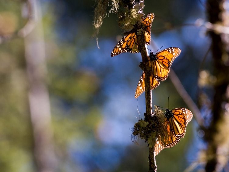 Natural Wonder: Monarch Butterfly Migration - Michoacan, Mexico