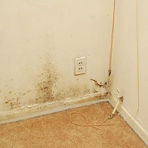 Keep Your New Home Mould Free