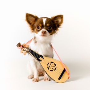 5 Musically Talented Animals