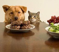 The Scoop on Homemade Pet Food