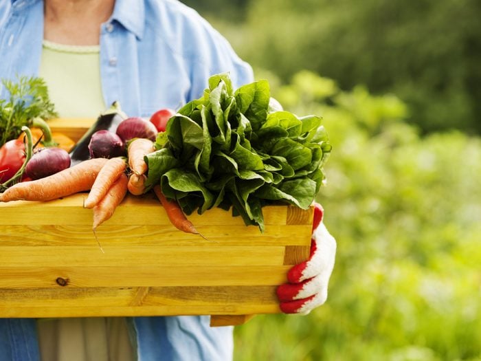 Gardening tips - carrying vegetables from the garden