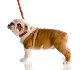 Dog Training Collars: What You Need to Know