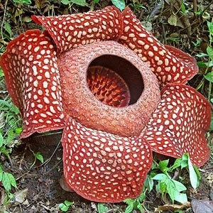 2. Rafflesia Arnoldii