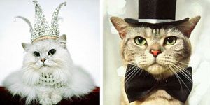 9. Millionaire Pets: Hellcat and Brownie (Cats), $4.1 million