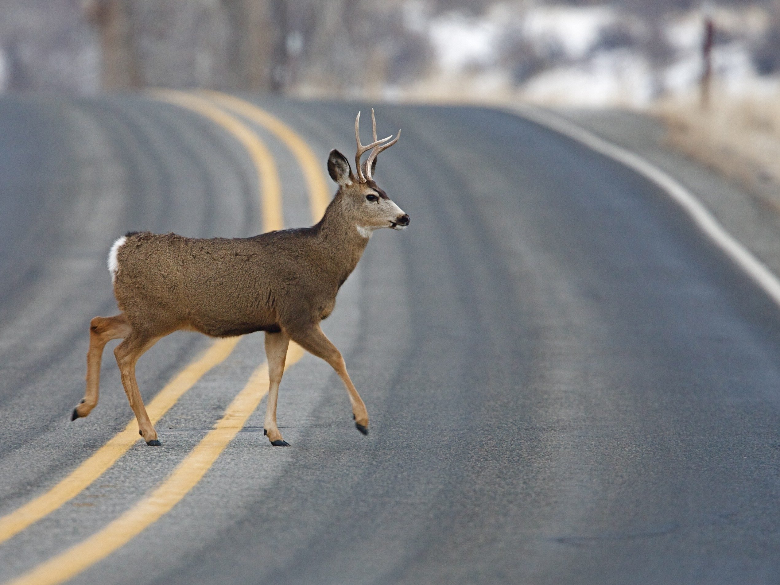Driving tip #10: Watch for wildlife.
