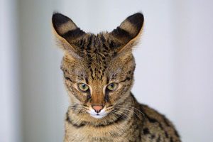 3. African Serval + Domestic Cat (Female) = Savannah Cat