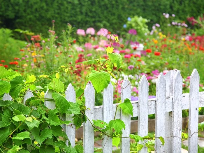 6. See What Works in Your Neighbour's Garden