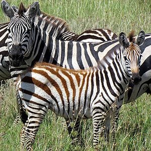 8. Serengeti National Park, Tanzania