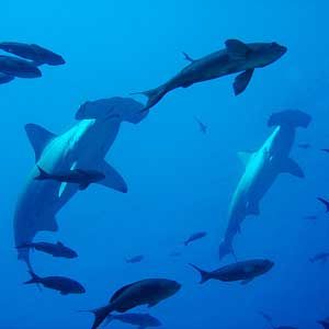 2. Dive with Hammerhead Sharks in Ecuador