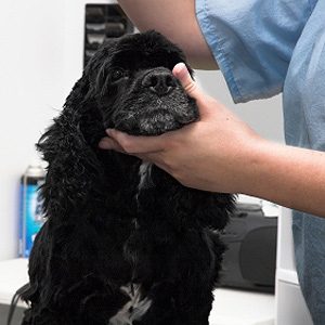 How to Keep Your Dog Healthy: Groom Regularly