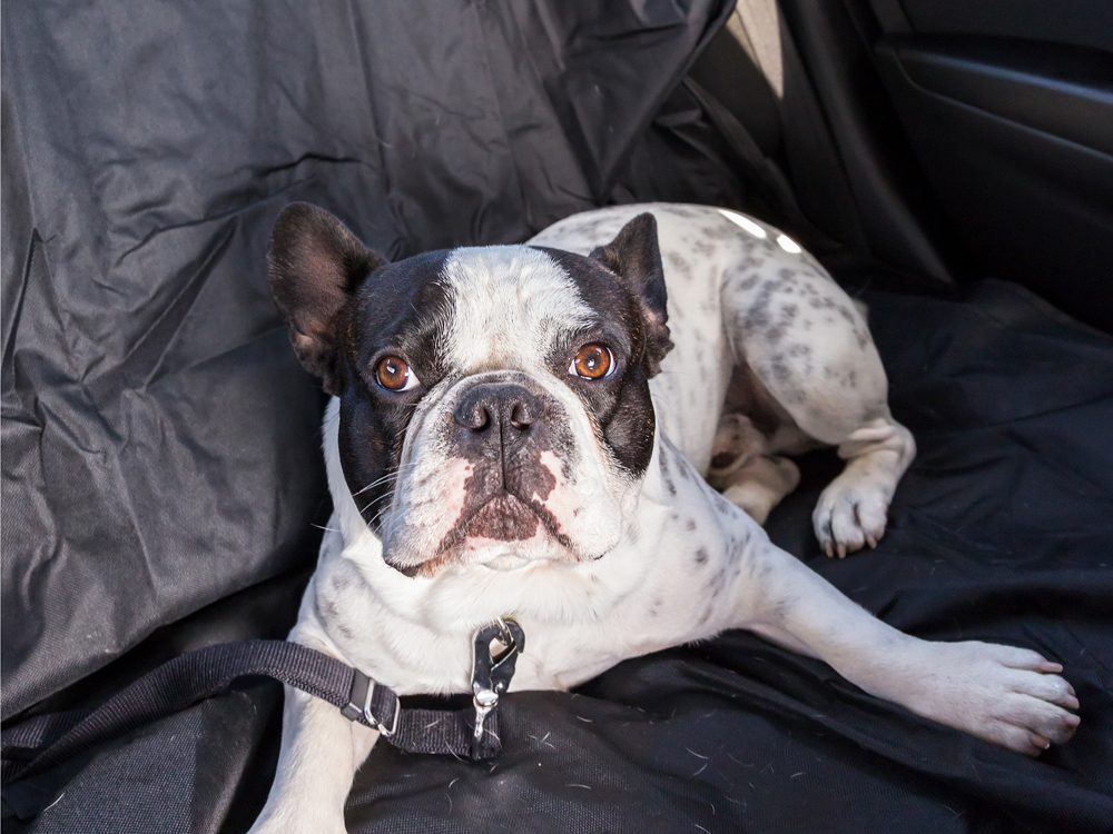 What you need to know about fitted car seat covers  