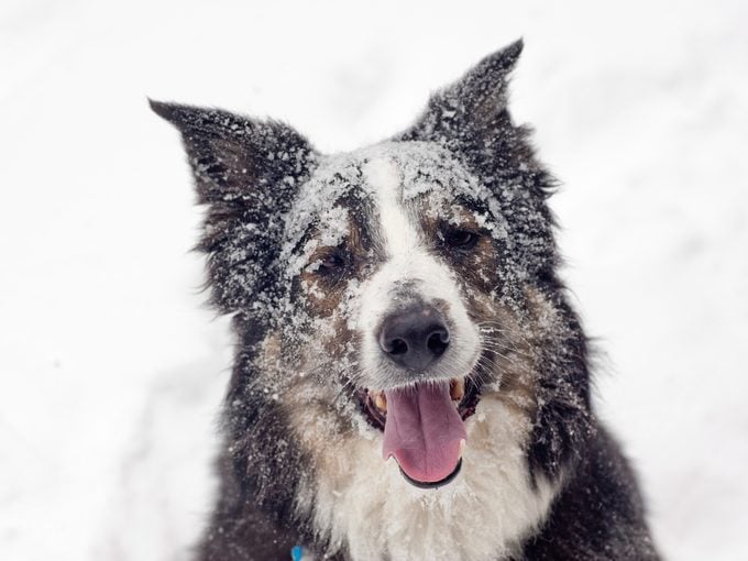 10 Winter Tips for Pets