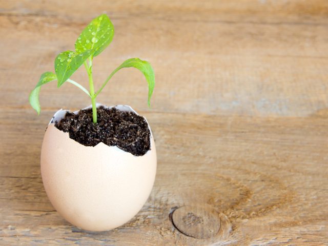 Start Seeds in Eggshells