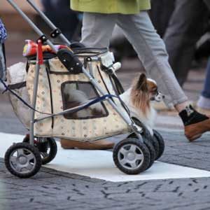 1. Pet Stroller