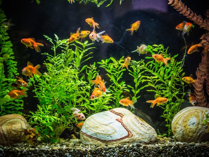 Use a Flowerpot as an Aquarium Fish Cave