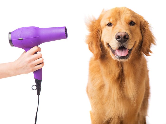 Use a Blow-Dryer to Dry Your Dog After a Bath