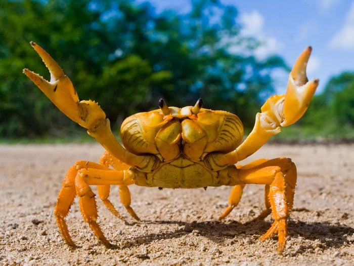 Use Gum to Lure a Crab