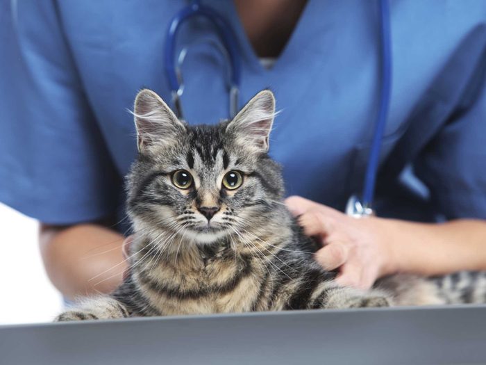 Pet Doctor Care