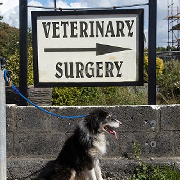 2. How to Find a Good Vet: Convenient Location